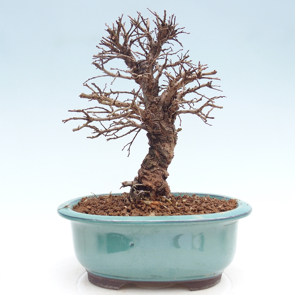 Outdoor bonsai - Zelkova - Zelkova NIRE