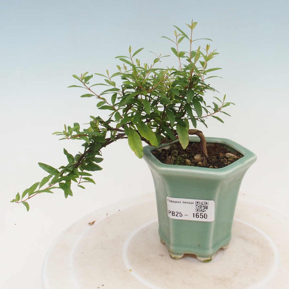 Room bonsai-PUNICA granatum -Pomegranate