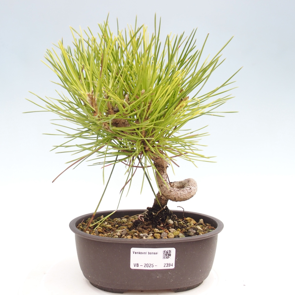 Outdoor bonsai - Pinus thunbergii - Thunbergia pine