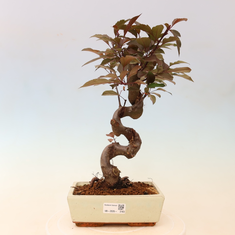 Outdoor bonsai -Malus domestica - Small-fruited red-leaved apple tree
