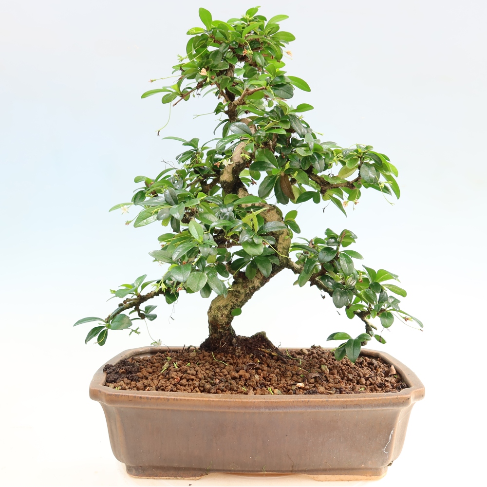 Room bonsai - Carmona macrophylla - Tea fuki