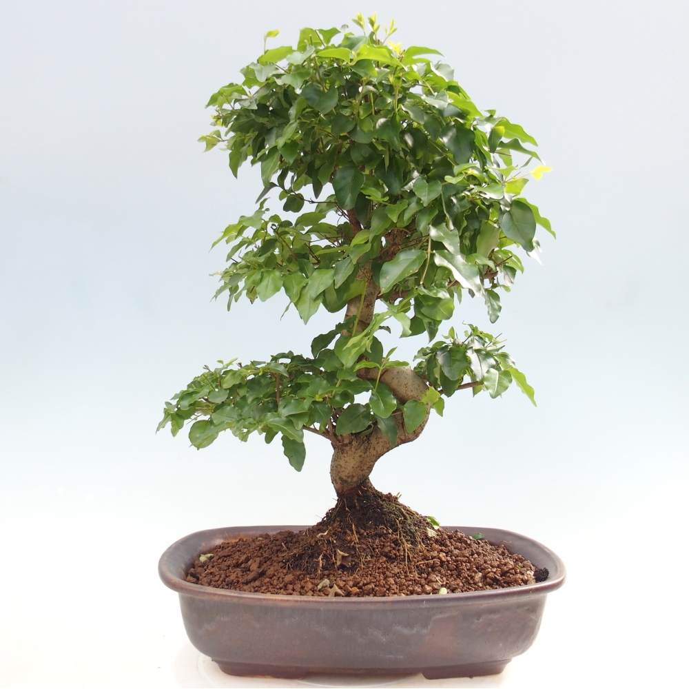 Room bonsai -Ligustrum chinensis - Birds Beak