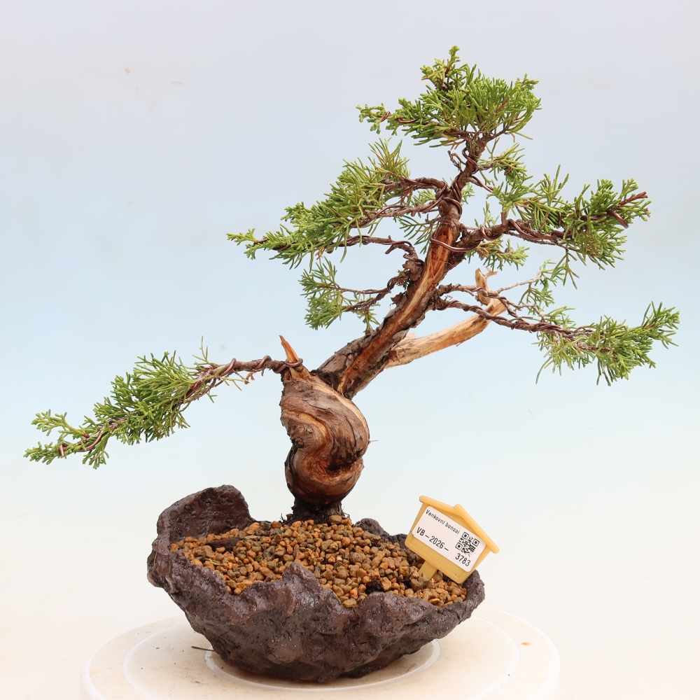 Outdoor Bonsai - Juniperus chinensis Itoigawa - Chinese Juniper