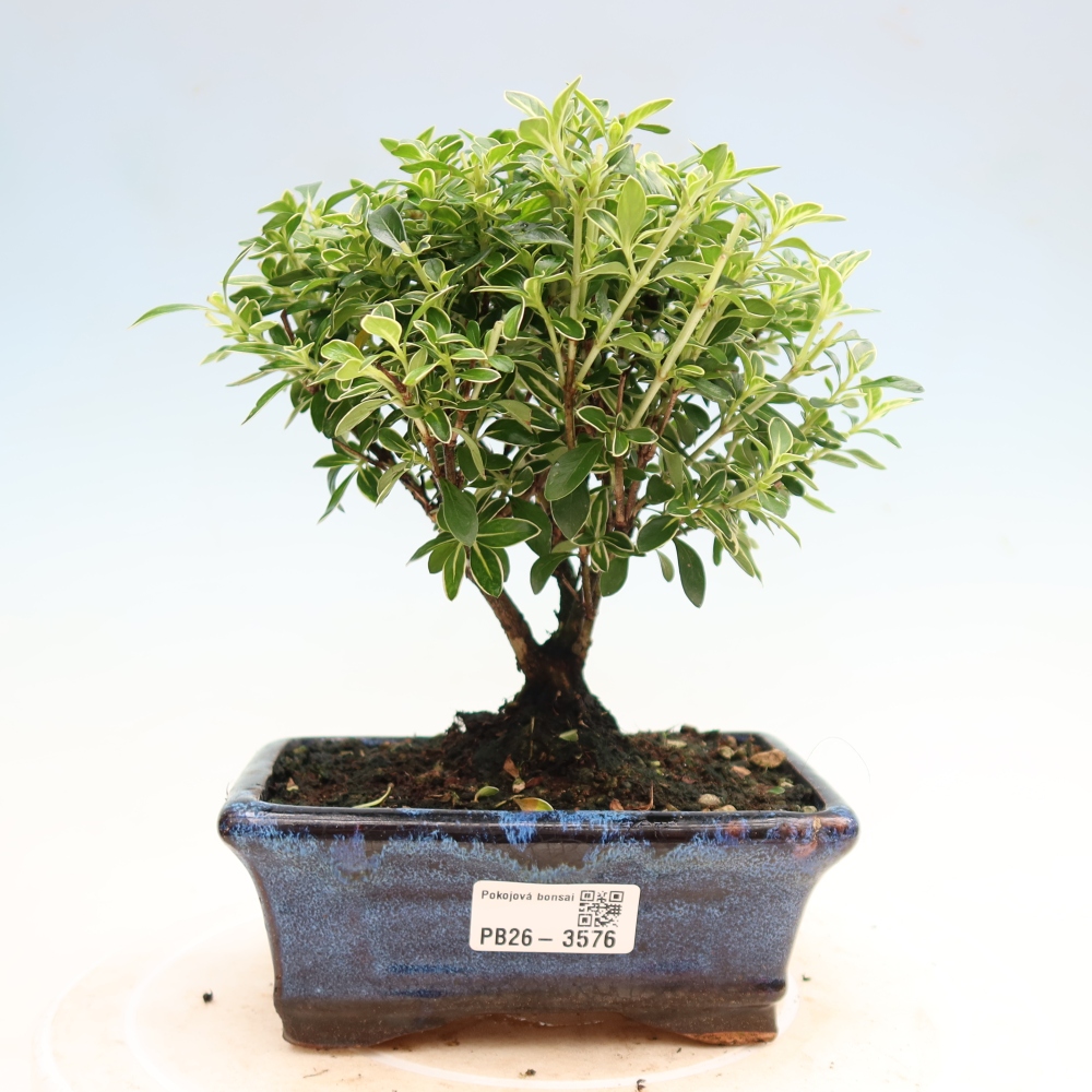 Indoor Bonsai - Serissa foetida Variegata - Tree of a Thousand Stars