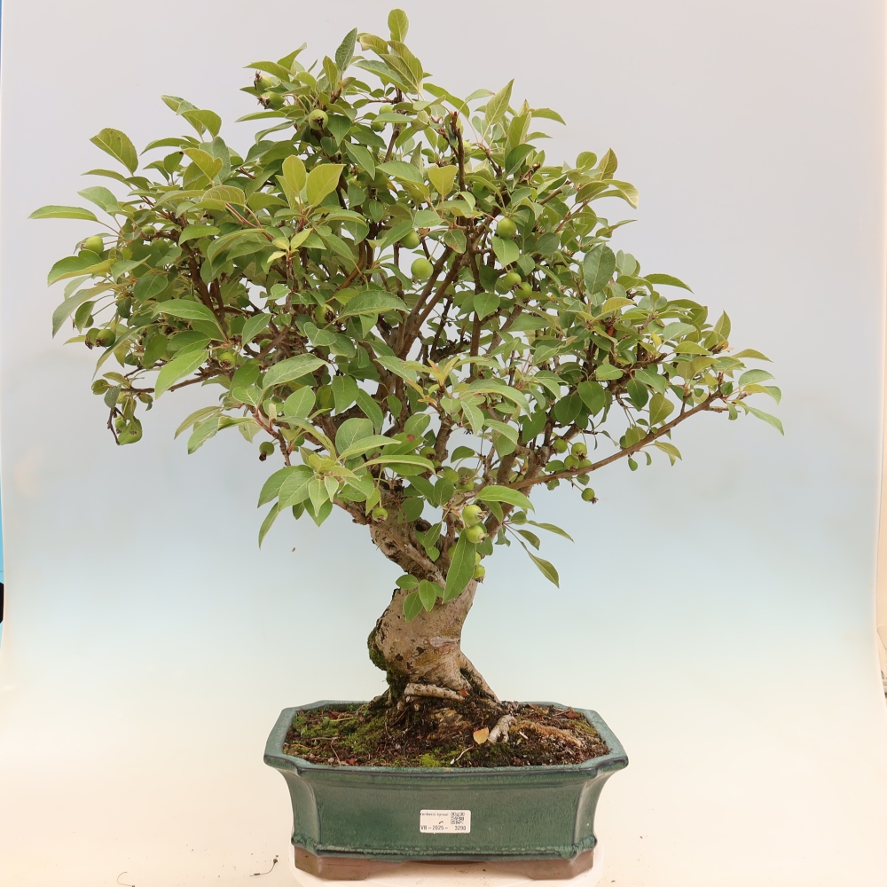 Outdoor bonsai - Malus halliana - Small-fruited apple tree