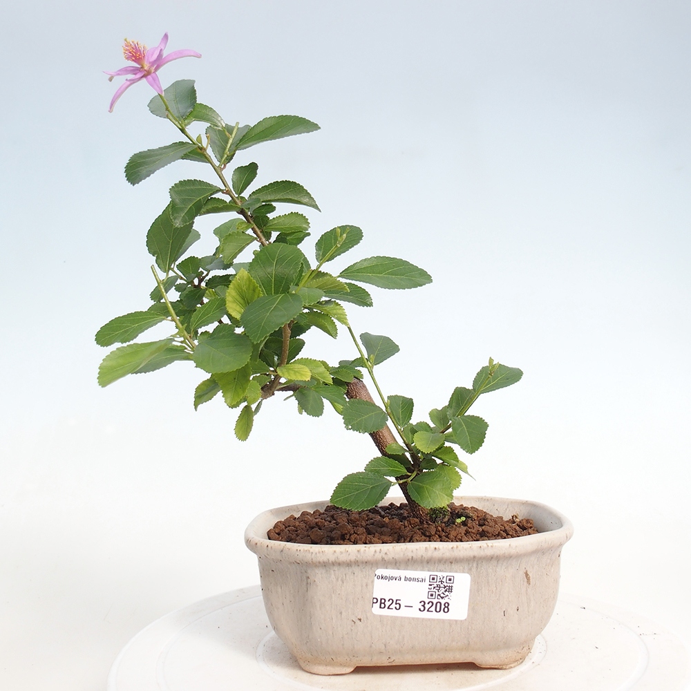 Indoor bonsai - Grewia occidentalis - Lavender star