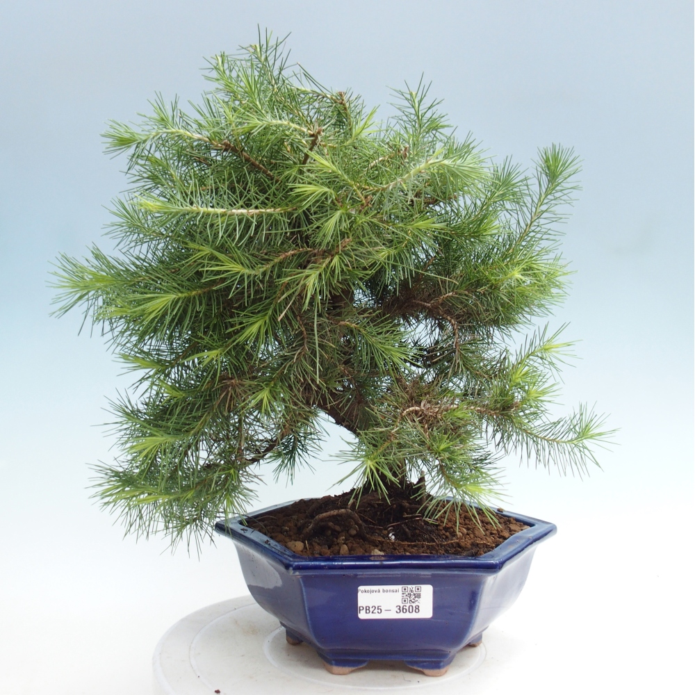 Room bonsai-Pinus halepensis-Pine of Aleppo