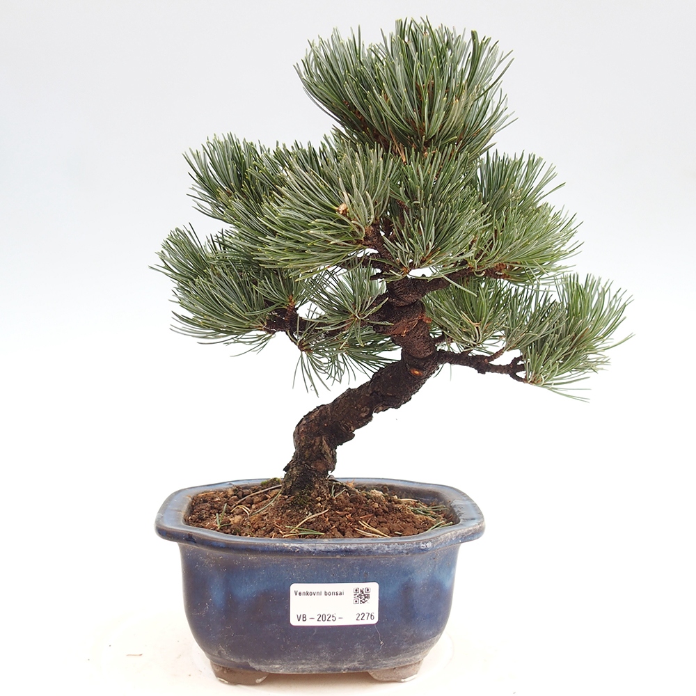 Outdoor bonsai - Pinus parviflora - Small pine tree