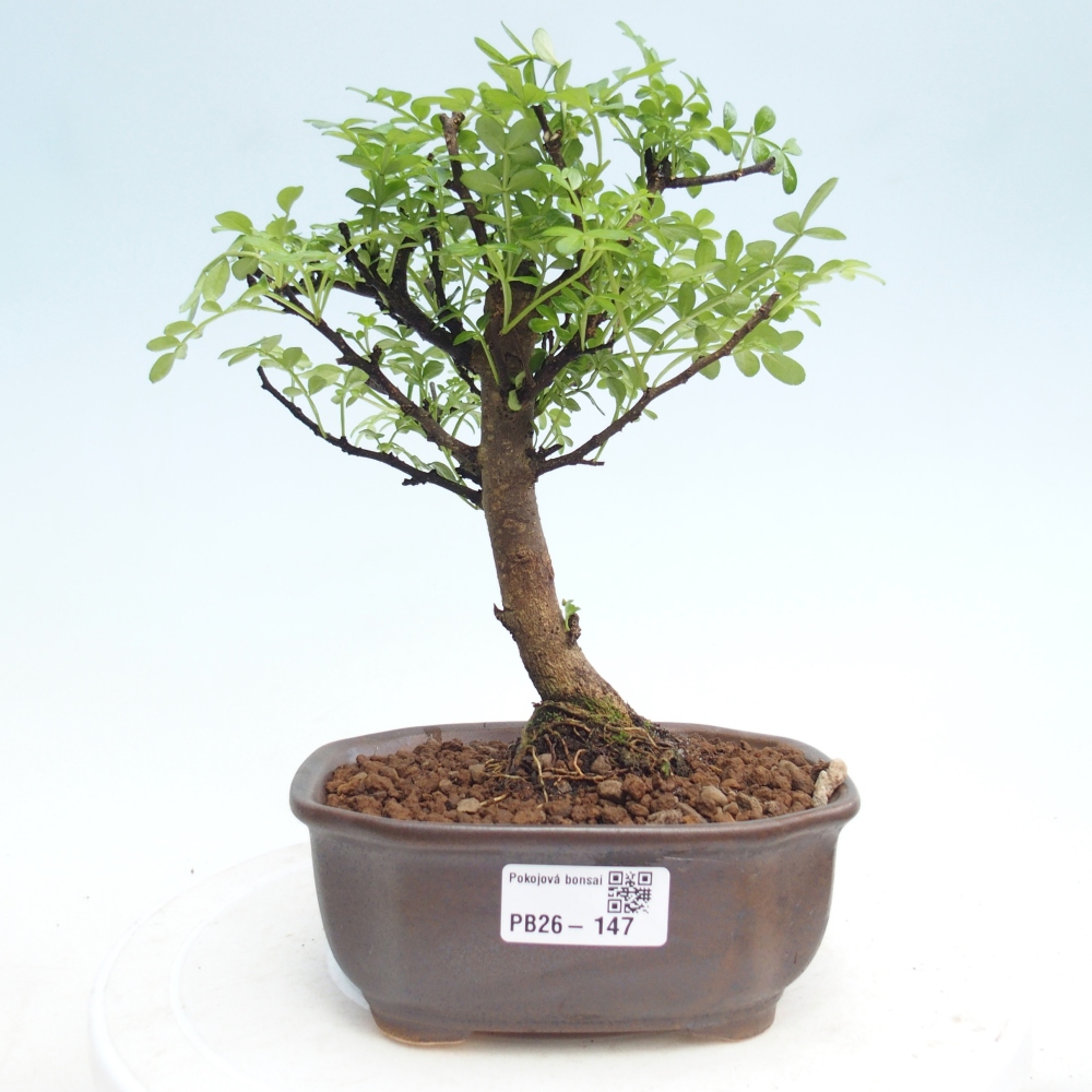 Room bonsai - Zantoxylum piperitum - pepper tree