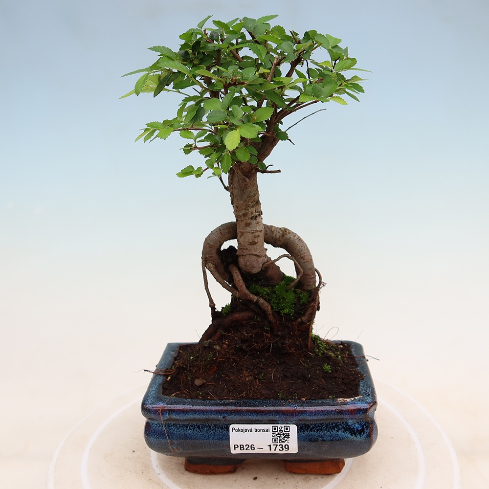 Room bonsai - Ulmus parvifolia - Small-leaved elm
