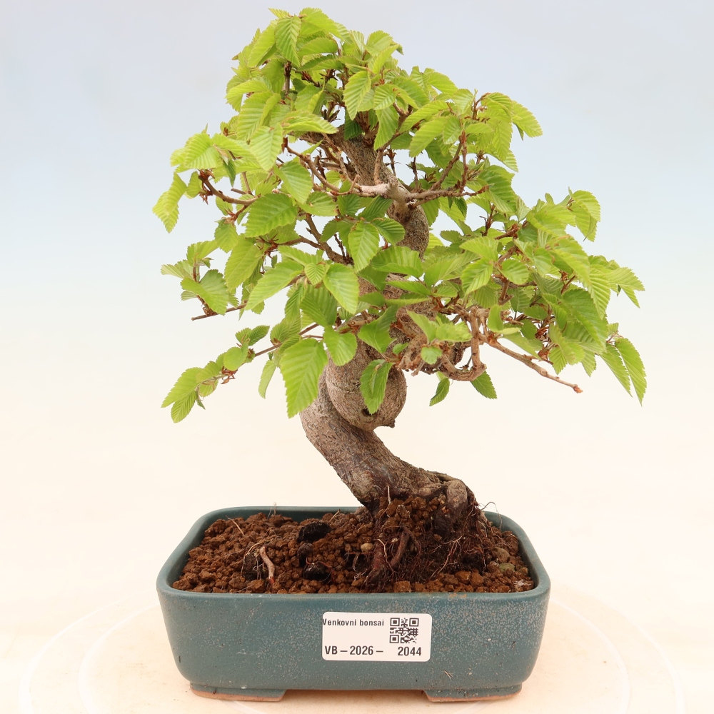 Outdoor bonsai -Carpinus coreana - Korean Hornbeam