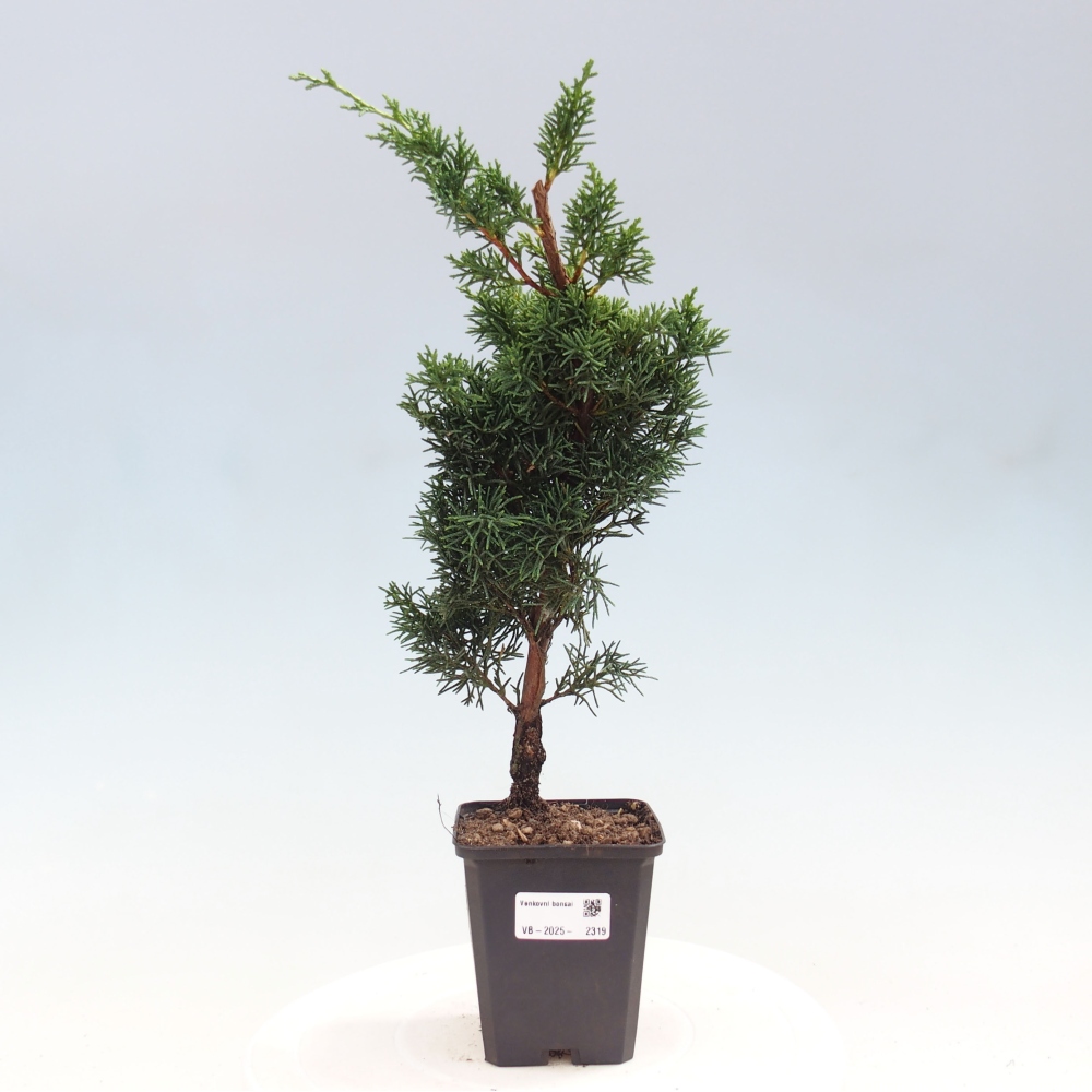 Outdoor bonsai - Juniperus chinensis Kishu - Chinese juniper