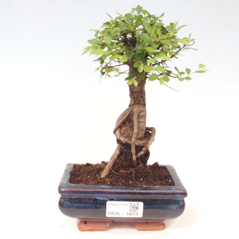 Room bonsai - Ulmus parvifolia - Small-leaved elm