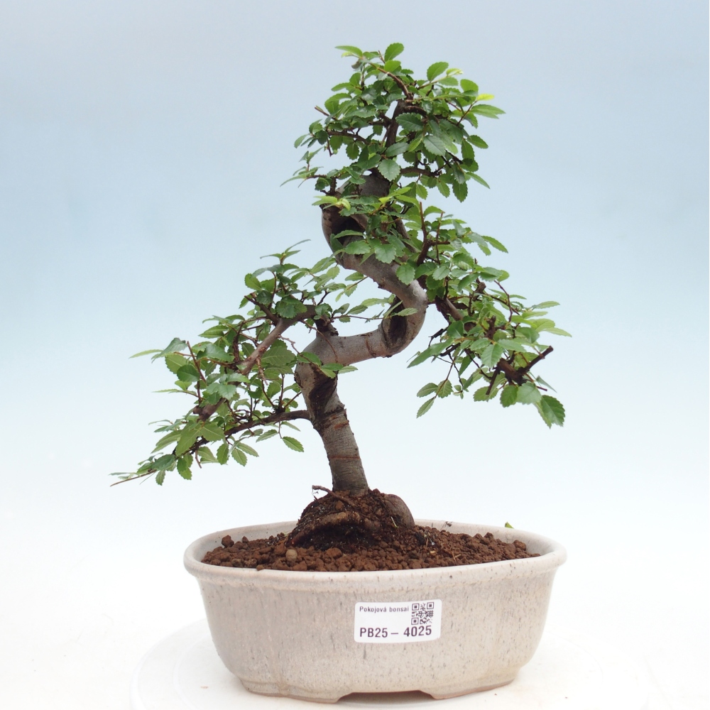 Room bonsai - Ulmus parvifolia - Small-leaved elm