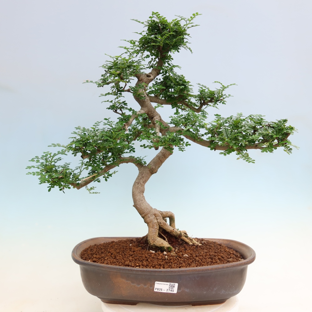 Room bonsai - Zantoxylum piperitum - pepper tree