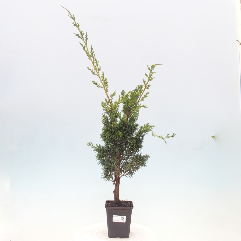 Outdoor bonsai - Juniperus chinensis Kishu