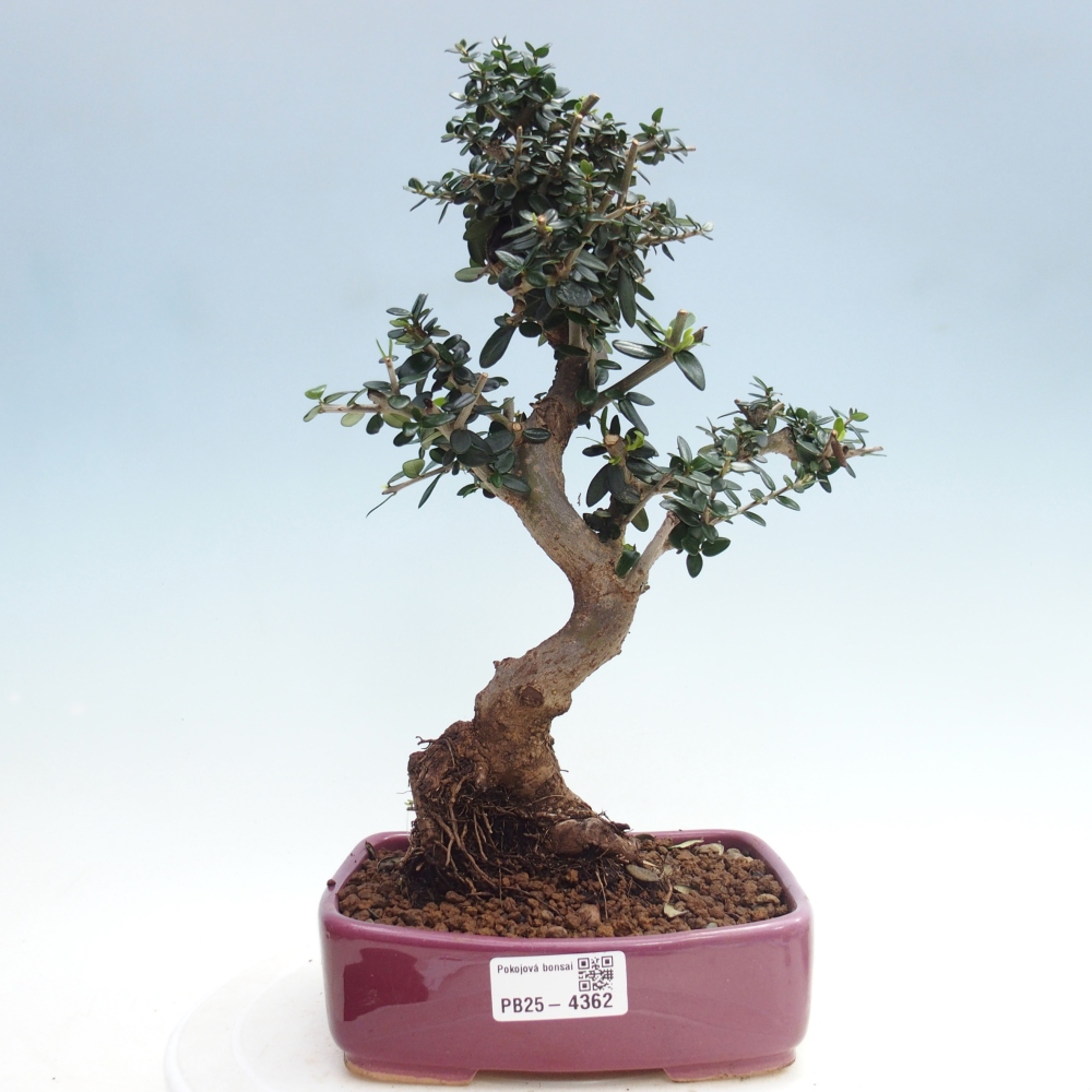 Indoor bonsai - Olea europaea sylvestris