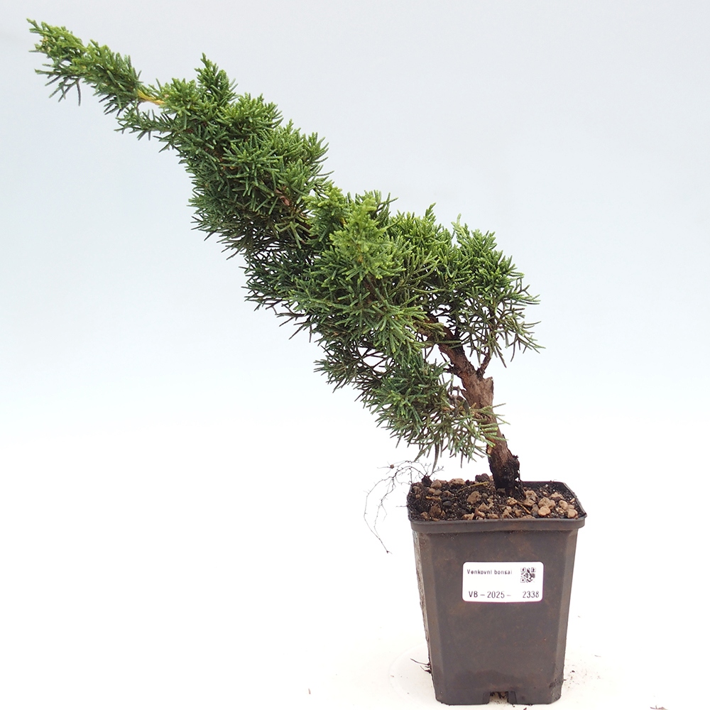 Outdoor bonsai - Juniperus chinensis Kishu - Chinese juniper