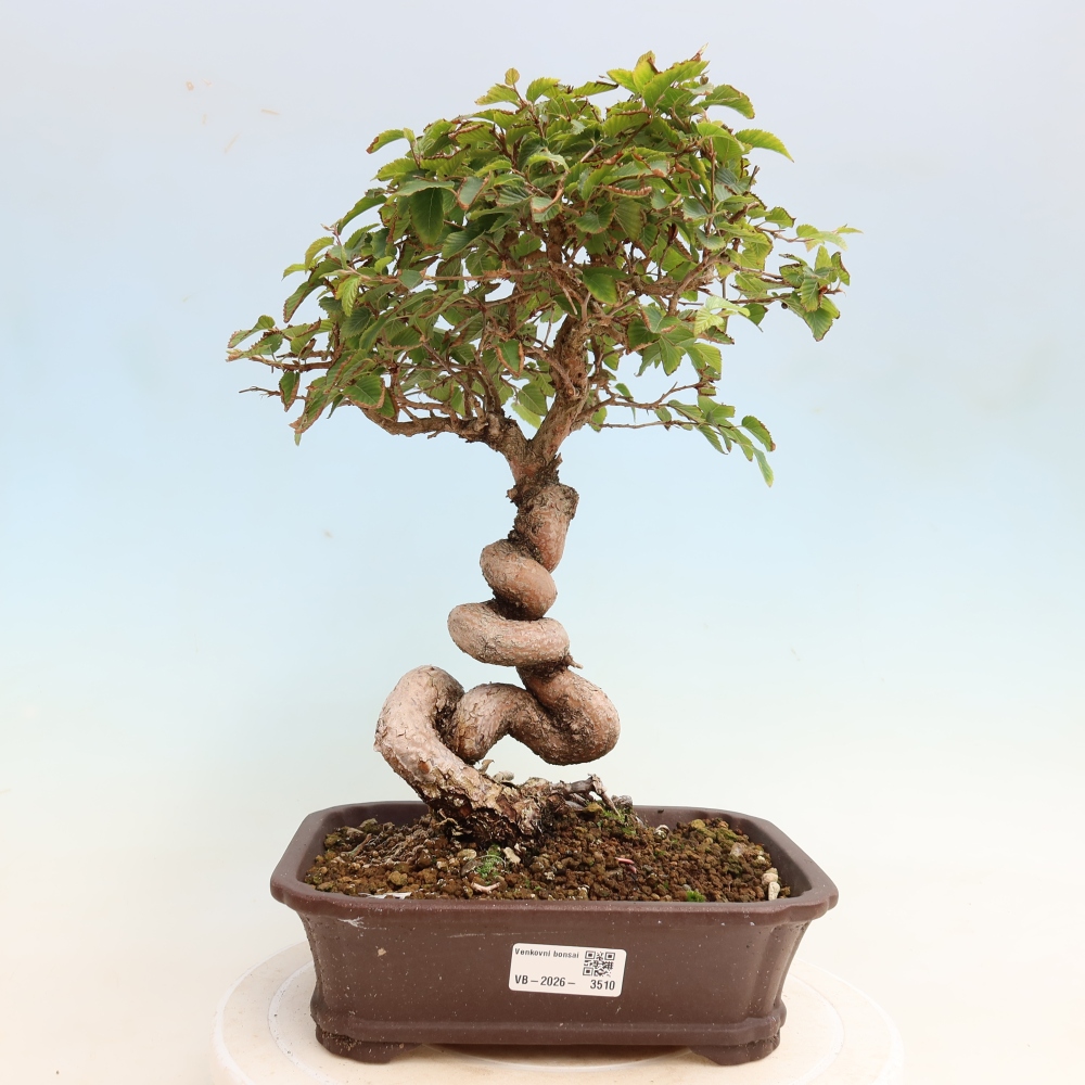 Outdoor bonsai -Carpinus CARPINOIDES - Korean Hornbeam