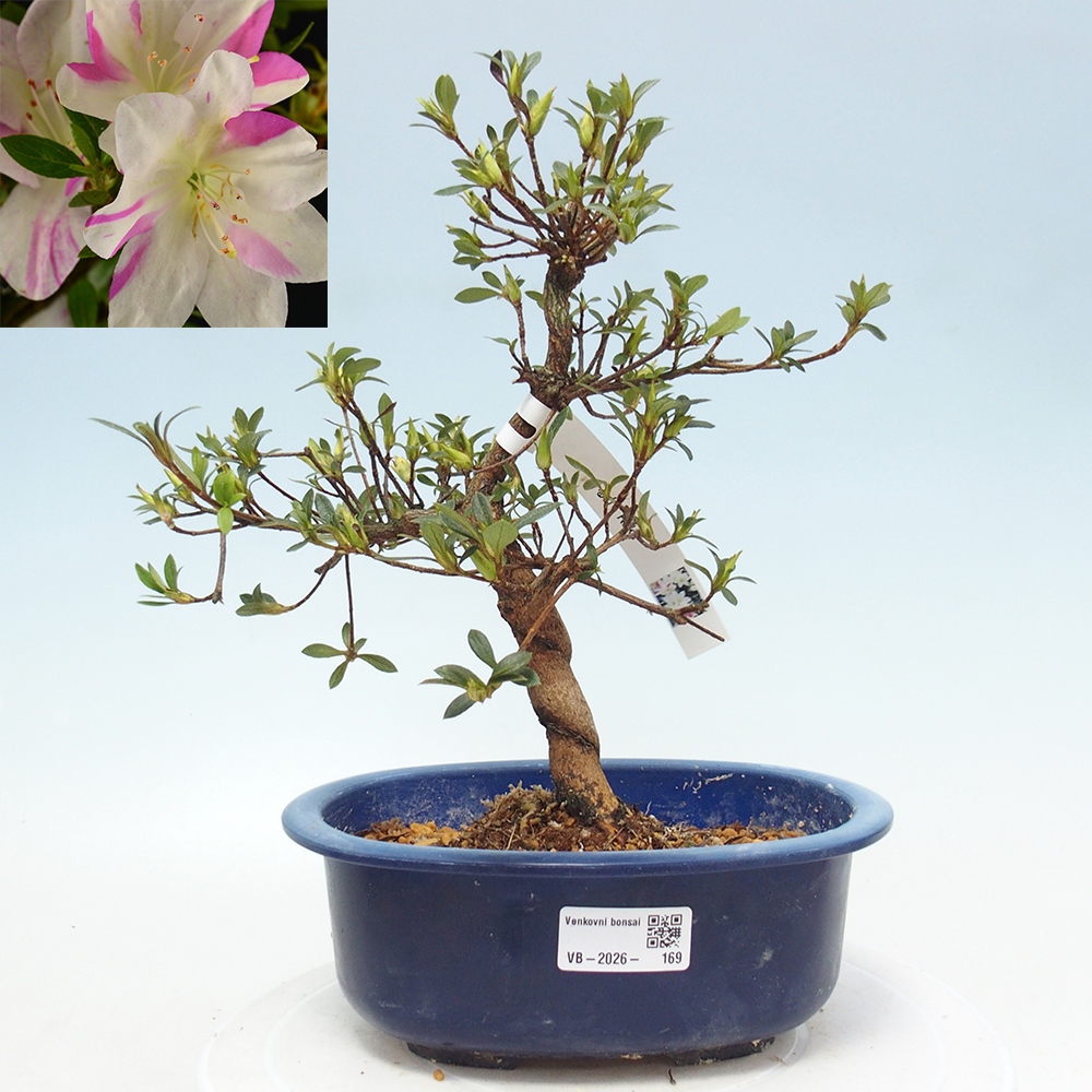 Outdoor bonsai - Japanese Azalea - Azalea Hand