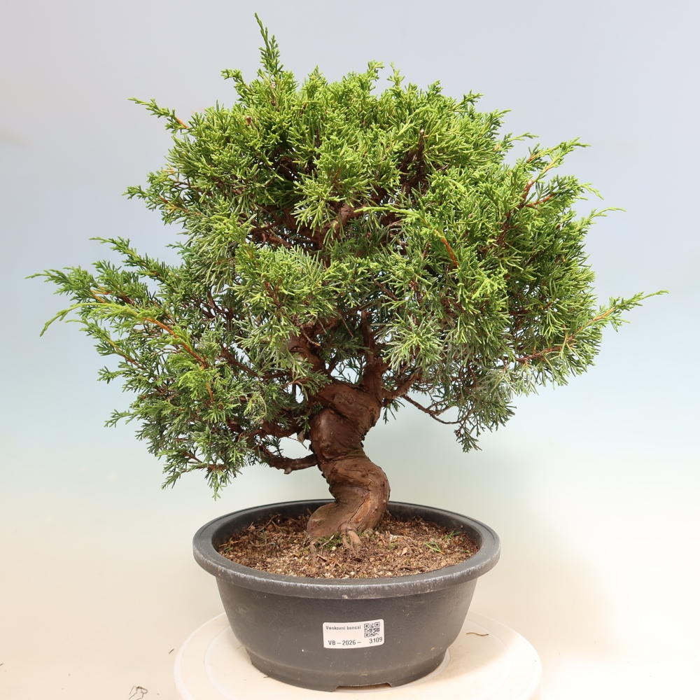 Outdoor Bonsai - Juniperus chinensis Itoigawa - Chinese Juniper
