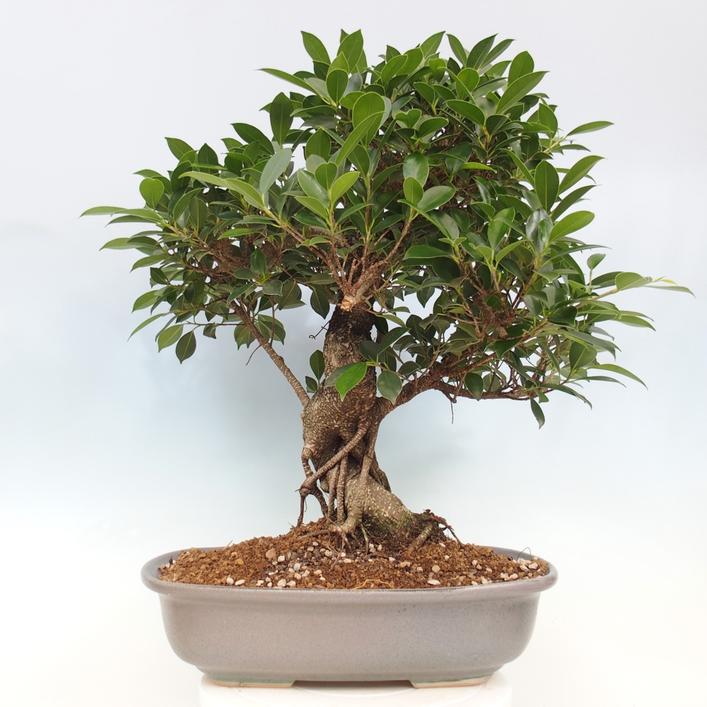 Room bonsai - Ficus kimmen - small-leaved ficus - PERSONAL COLLECTION ONLY or pallet transport