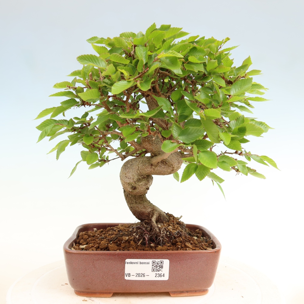 Outdoor bonsai -Carpinus coreana - Korean Hornbeam