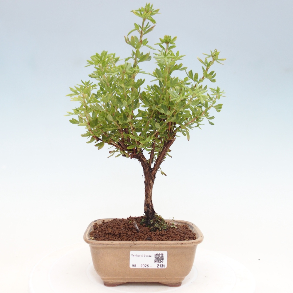 Outdoor bonsai-Cinquefoil - Potentila fruticosa yellow Bird