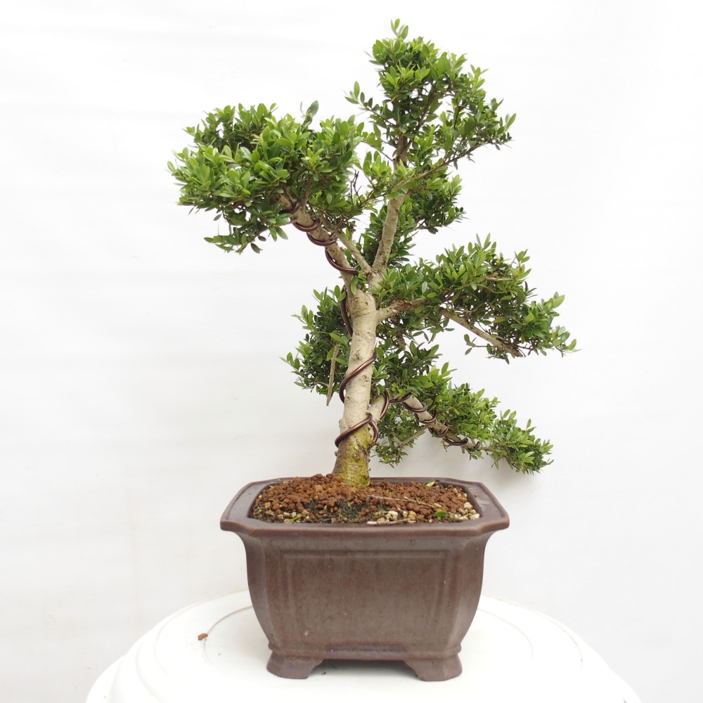 Indoor bonsai - Ilex crenata - Holly