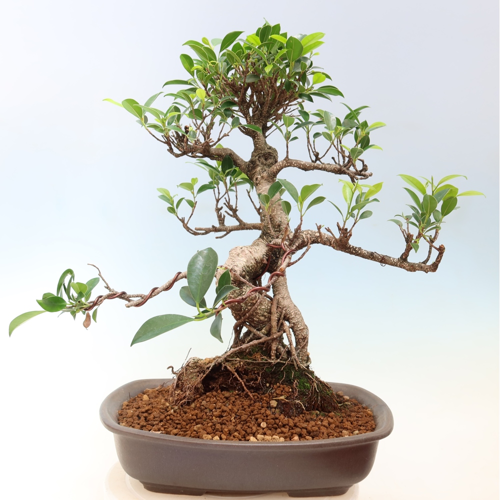 Room bonsai - Ficus kimmen - small-leaved ficus