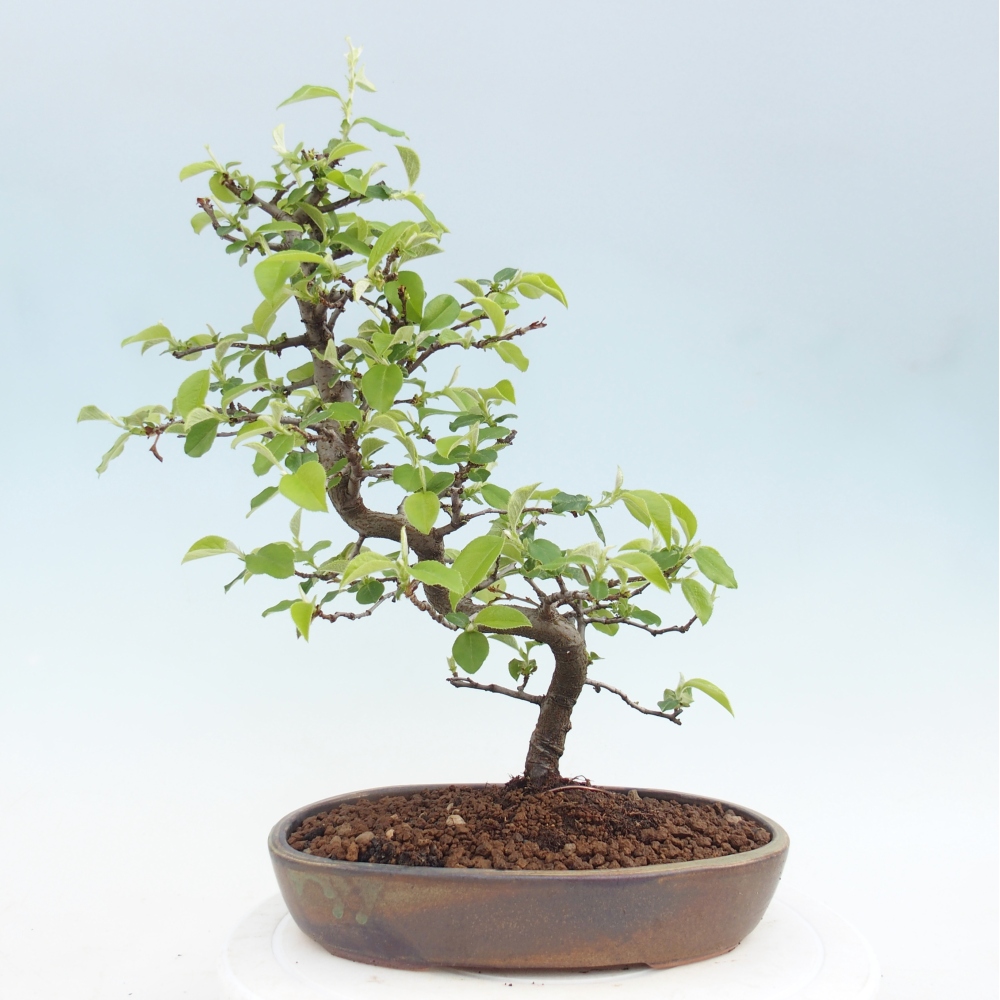 Outdoor bonsai - Chaneomeles chinensis