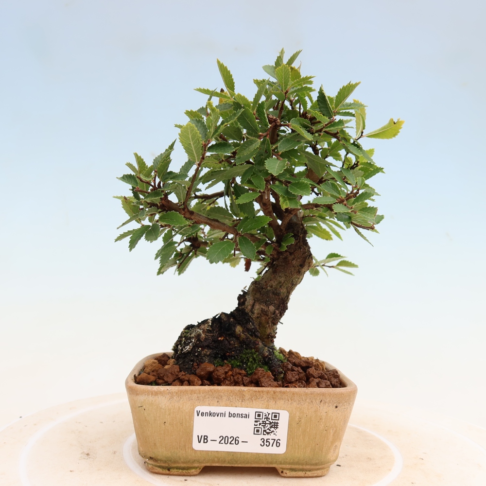 Outdoor bonsai - Zelkova - Zelkova NIRE