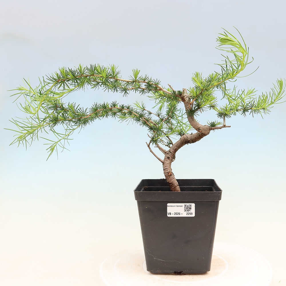 Outdoor bonsai -Larix decidua - Larch