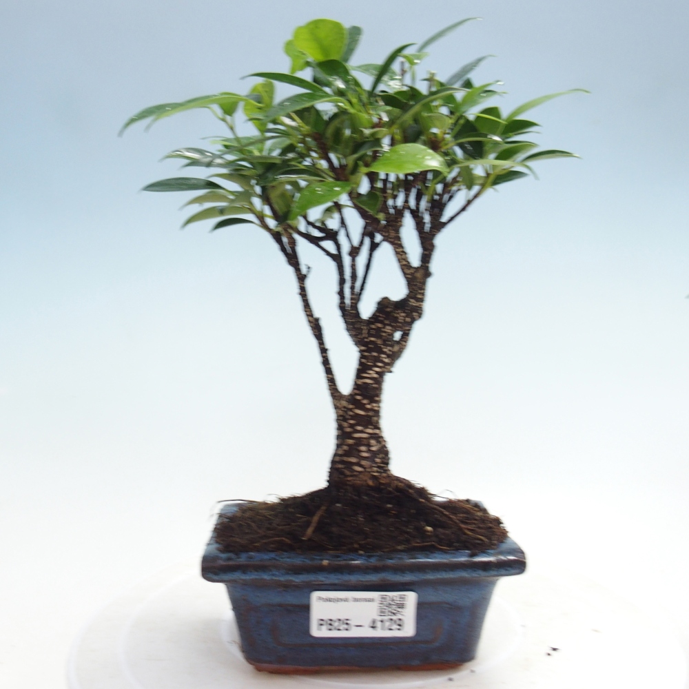Room bonsai Ficus retusa kimmen