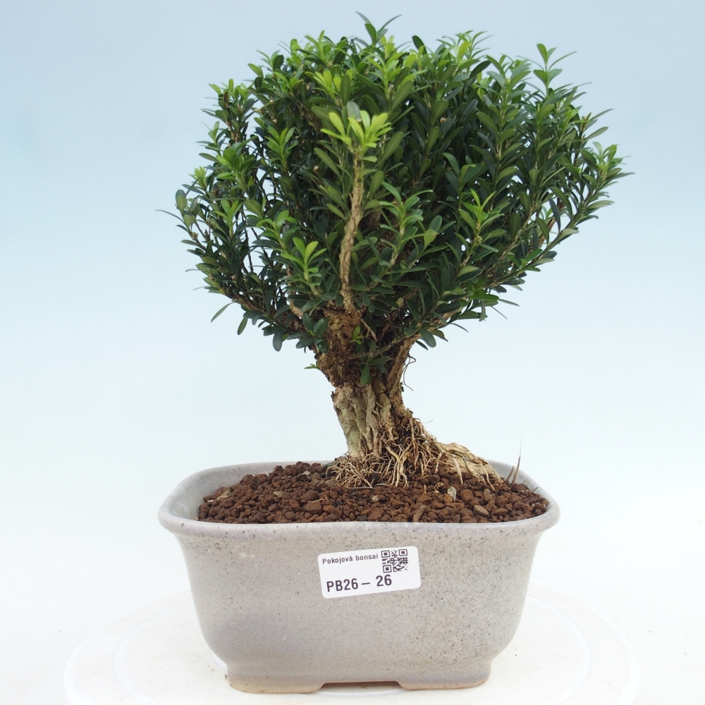 Room bonsai - Buxus harlandii - cork buxus