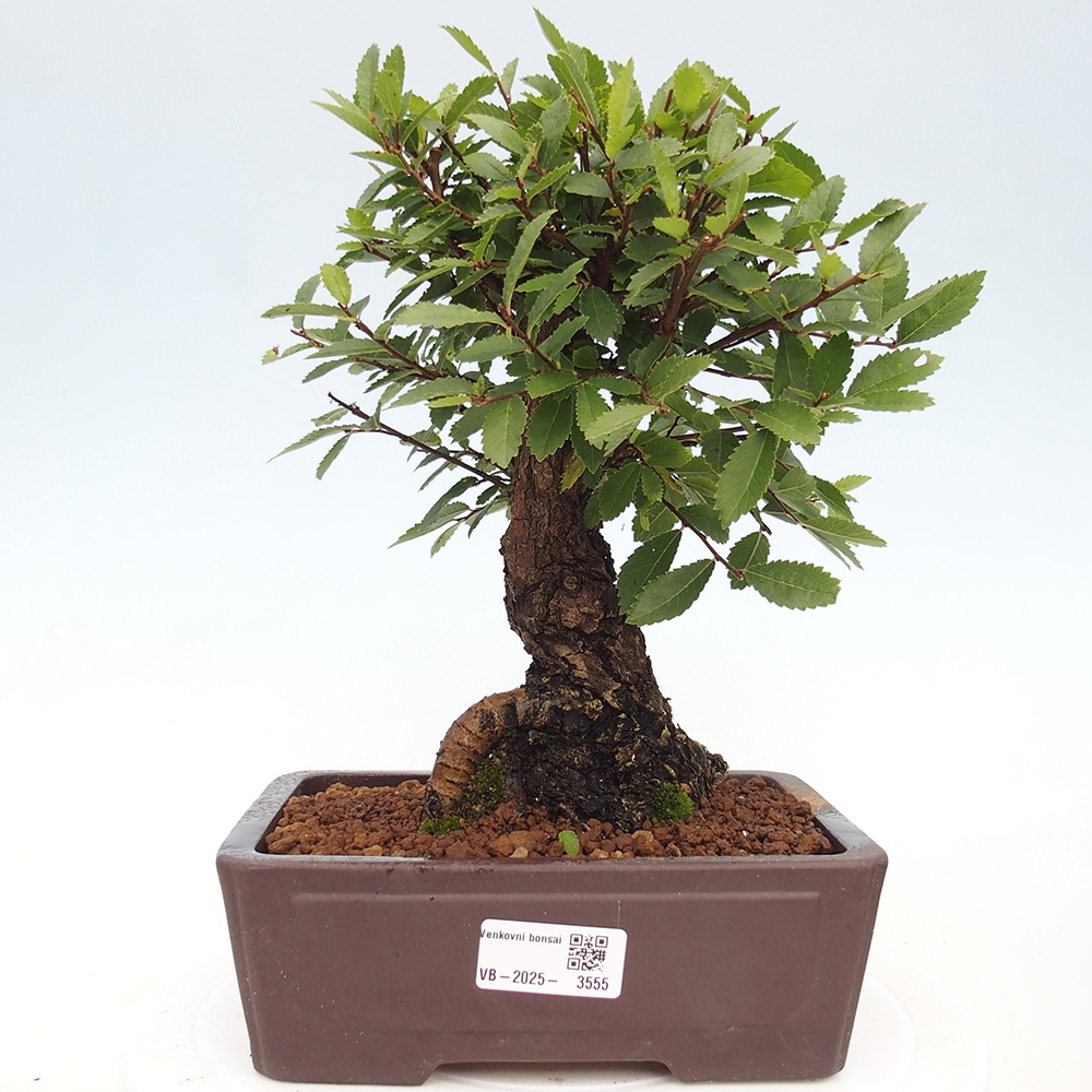 Outdoor bonsai - Zelkova - Zelkova NIRE