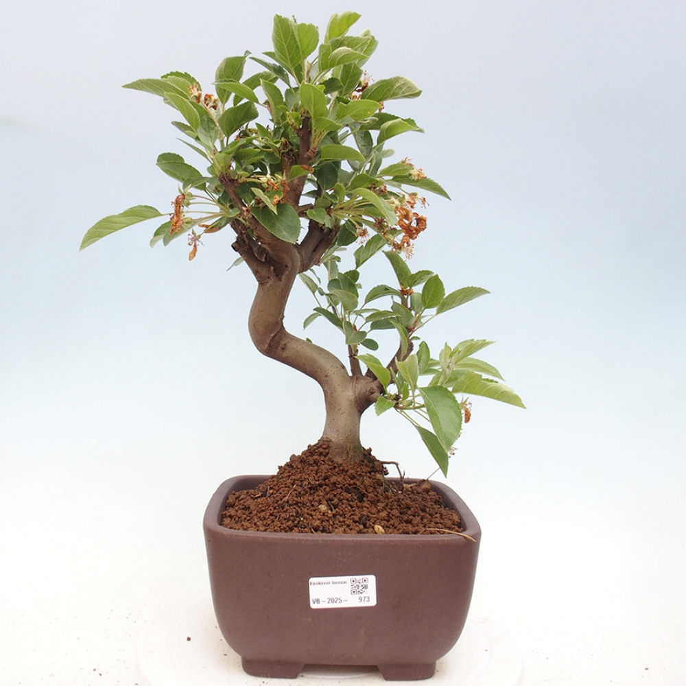 Outdoor bonsai - Malus halliana - Small-fruited apple tree
