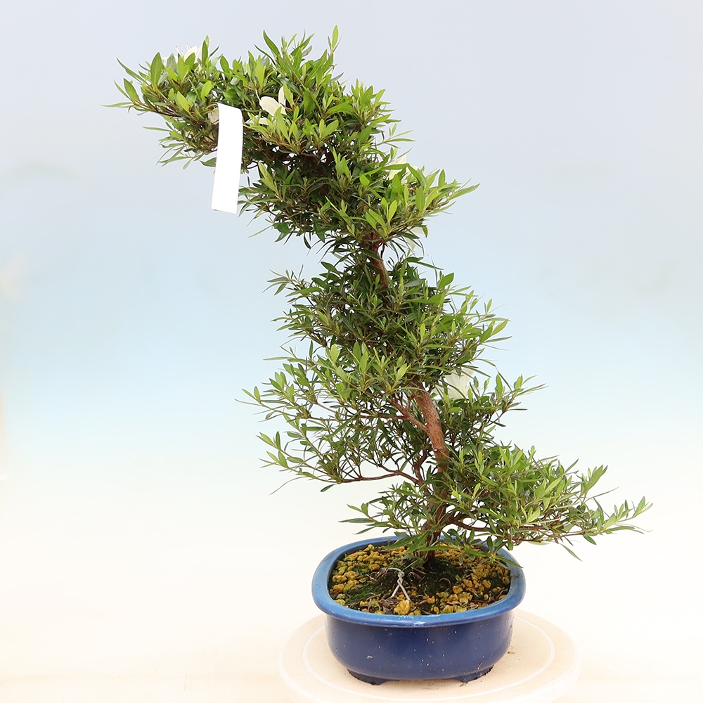 Outdoor bonsai - Japanese Azalea - Azalea Hakurin