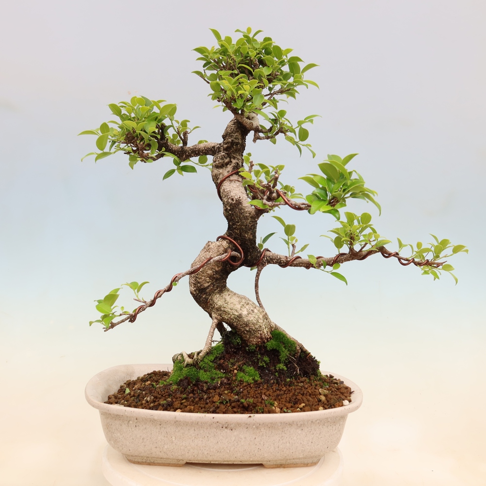 Room bonsai - Ficus kimmen - small-leaved ficus
