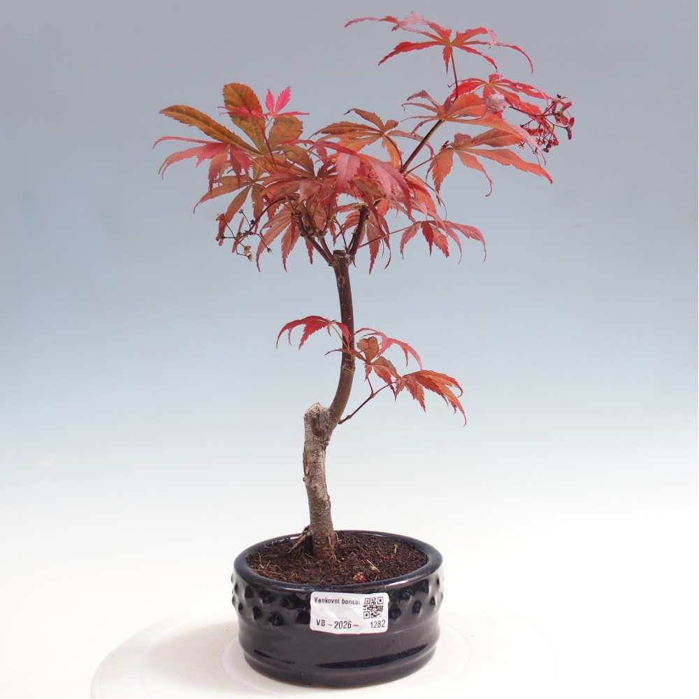 Outdoor bonsai - Acer palm. Atropurpureum-Javor palmate
