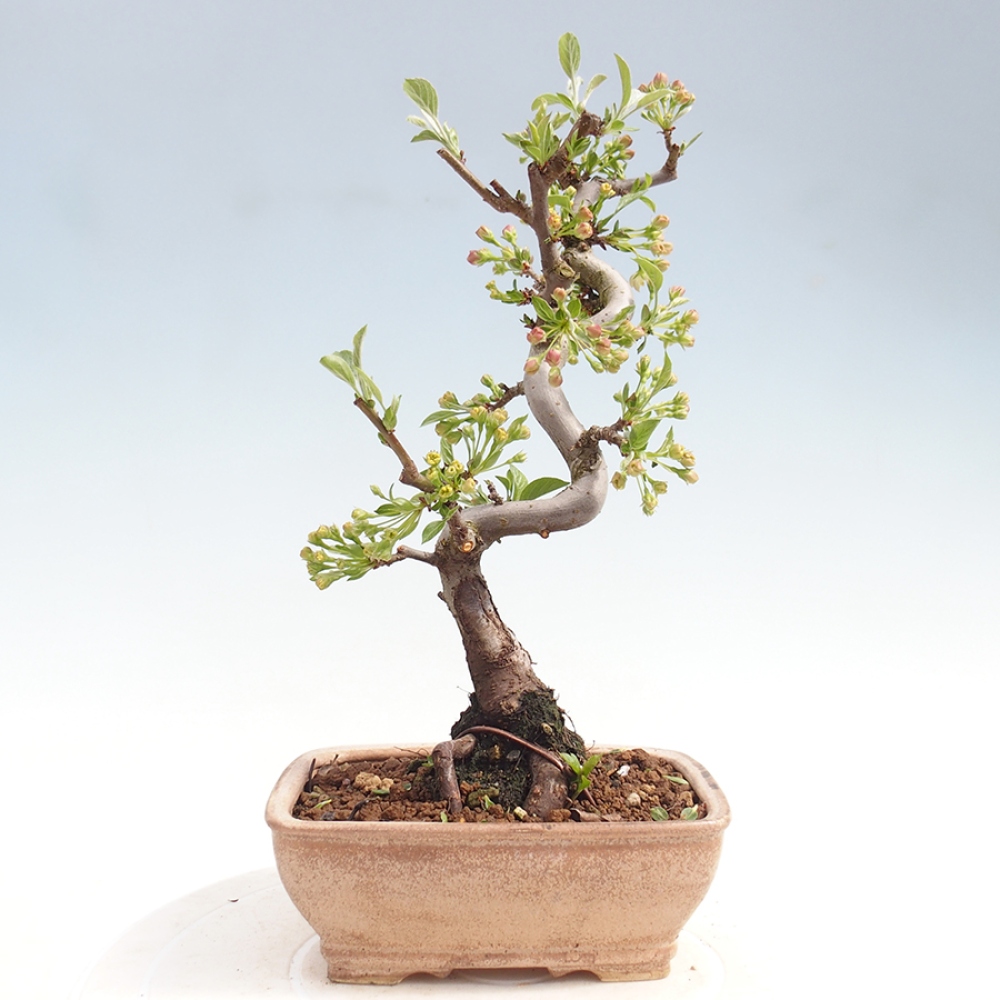 Outdoor bonsai - Malus sargentii - Small-fruited apple tree