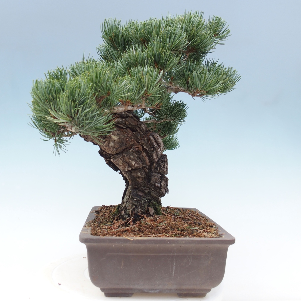 Outdoor bonsai - Pinus parviflora - Small pine tree
