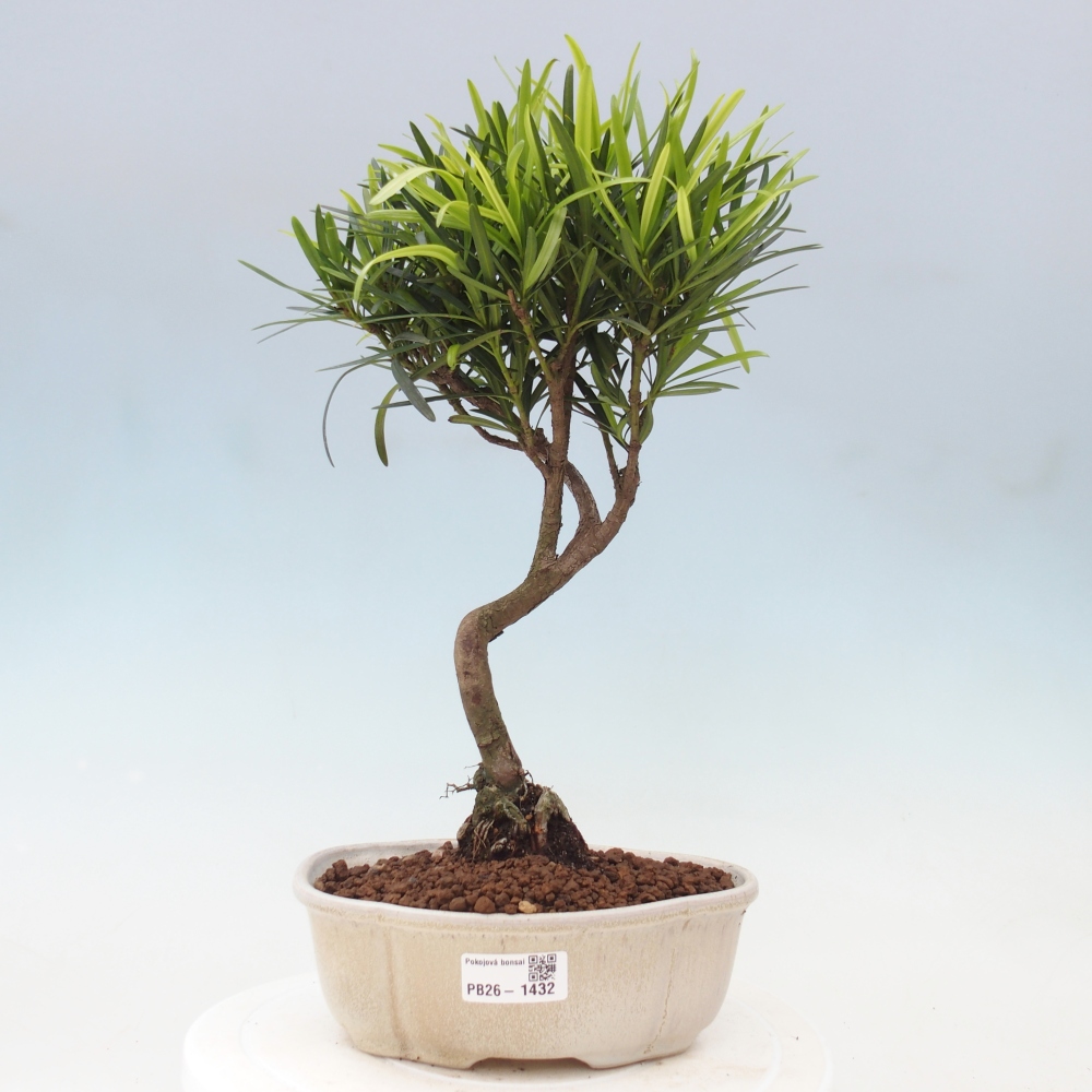 Room bonsai - Podocarpus - Stone Yew