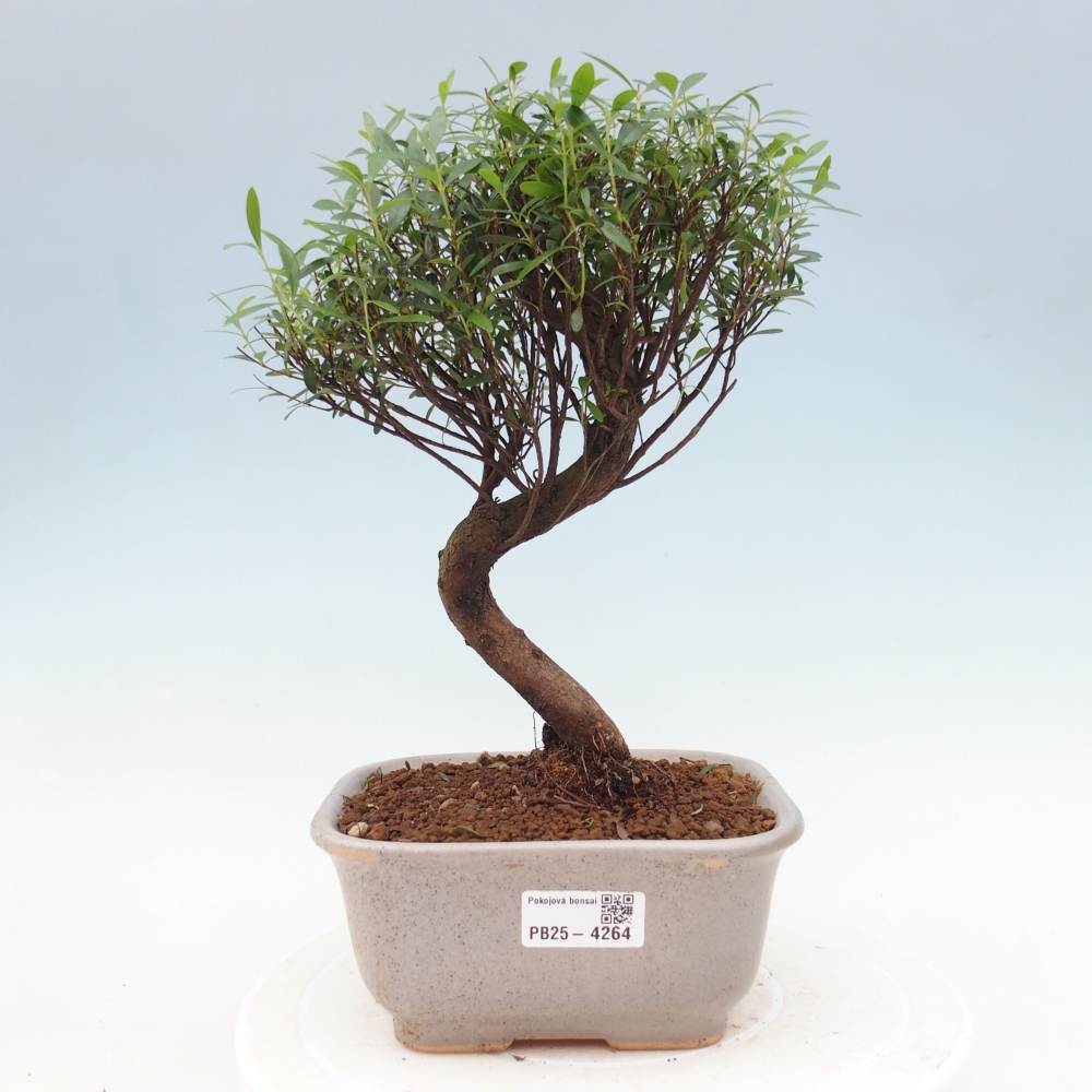 Room bonsai - Syzygium - Pimento