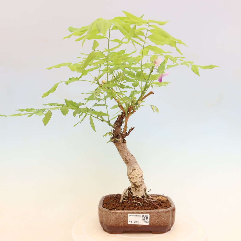 Outdoor bonsai - Wisteria floribunda
