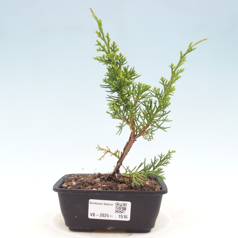 Outdoor bonsai - Juniperus chinensis Itoigawa - Chinese juniper