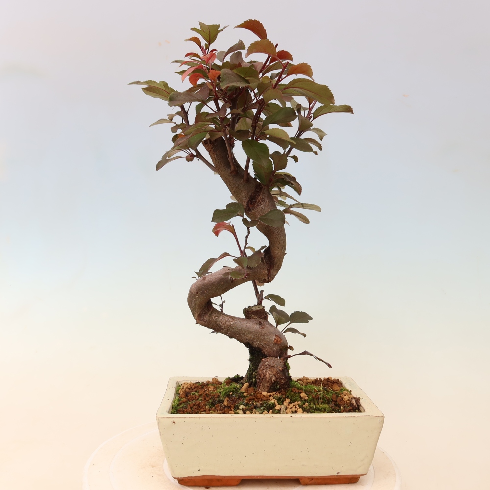 Outdoor bonsai -Malus domestica - Small-fruited red-leaved apple tree