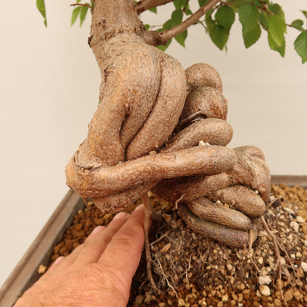 Outdoor bonsai - Carpinus Coreana - Korean hornbeam