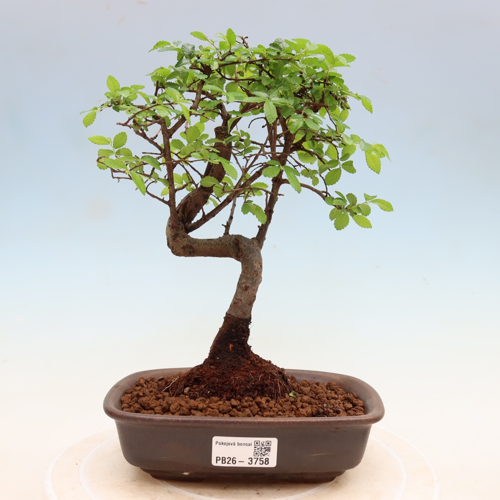 Room bonsai - Ulmus parvifolia - Small-leaved elm