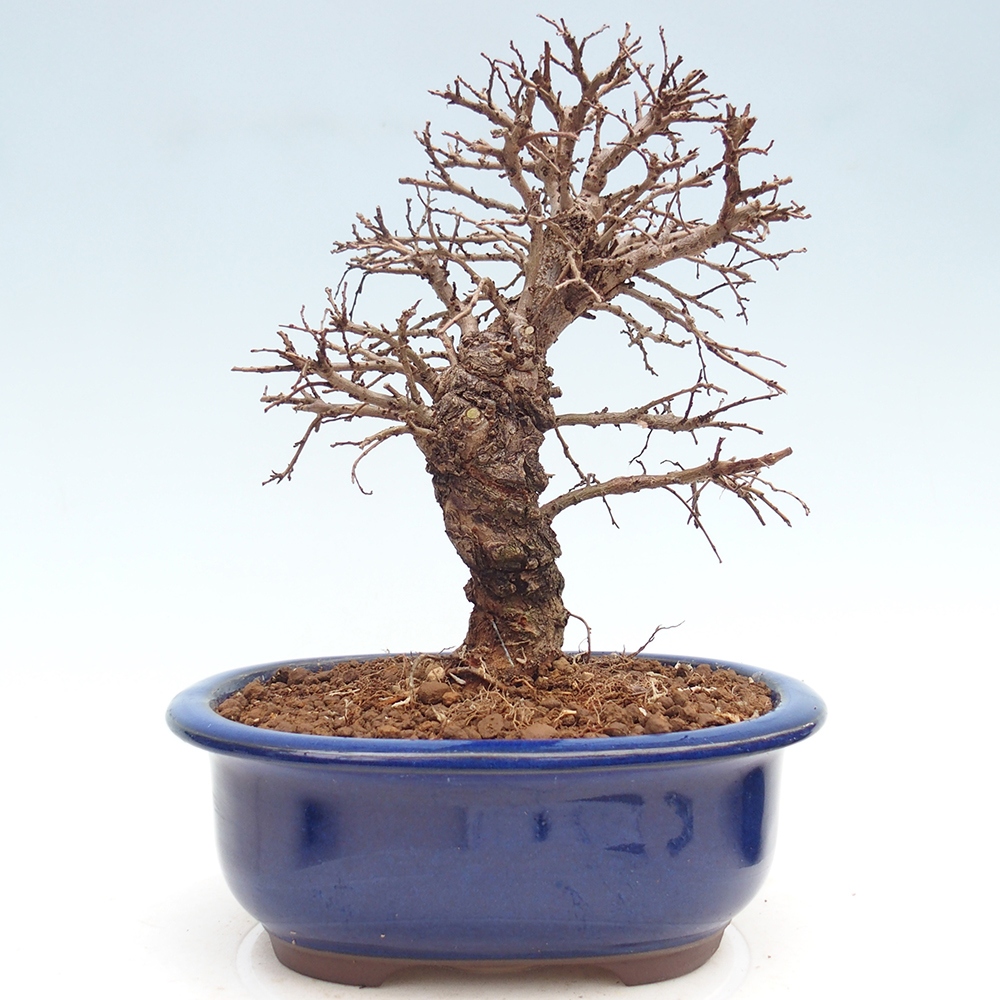 Outdoor bonsai - Zelkova - Zelkova NIRE